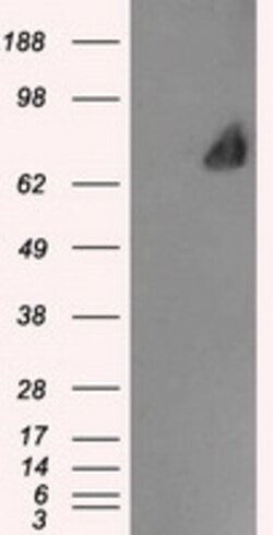 OriGene Leukotriene A4 hydrolase (LTA4H) Mouse Monoclonal Antibody [Clone