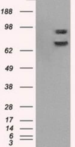 OriGene Cytochrome P450 Reductase (POR) Mouse Monoclonal Antibody [Clone