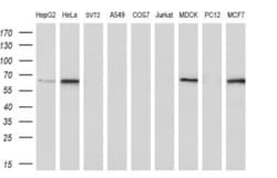 OriGene FRK Mouse Monoclonal Antibody [Clone ID: OTI5F3], Quantity: Each