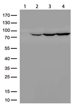 OriGene PDE10A Mouse Monoclonal Antibody [Clone ID: OTI1C9], Quantity: