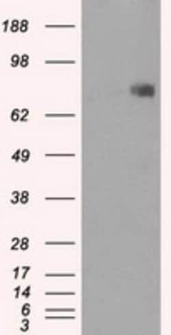 OriGene Cytochrome P450 Reductase (POR) Mouse Monoclonal Antibody [Clone
