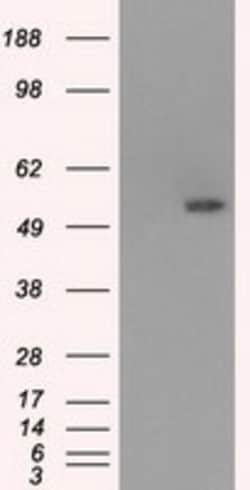 OriGene Glucose Transporter 5 GLUT5 (SLC2A5) Mouse Monoclonal Antibody