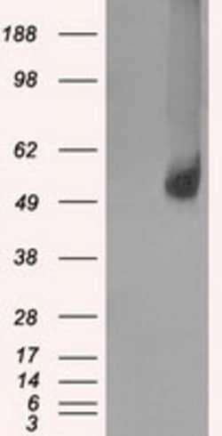 OriGene Glucose Transporter 5 GLUT5 (SLC2A5) Mouse Monoclonal Antibody