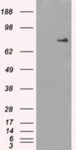 OriGene Cytochrome P450 Reductase (POR) Mouse Monoclonal Antibody [Clone