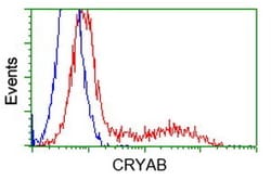 OriGene Alpha B Crystallin (CRYAB) Mouse Monoclonal Antibody [Clone ID: