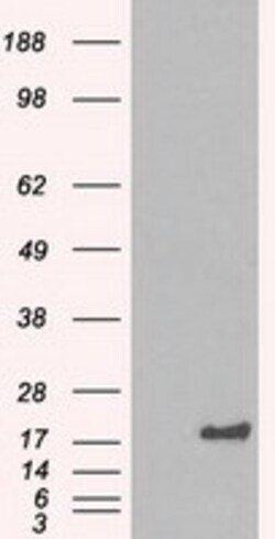 OriGene Alpha B Crystallin (CRYAB) Mouse Monoclonal Antibody [Clone ID: