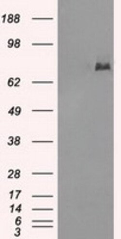 OriGene Cytochrome P450 Reductase (POR) Mouse Monoclonal Antibody [Clone