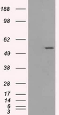 OriGene Glucose Transporter 5 GLUT5 (SLC2A5) Mouse Monoclonal Antibody