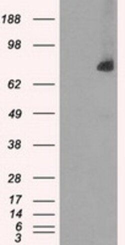 OriGene Cytochrome P450 Reductase (POR) Mouse Monoclonal Antibody [Clone