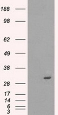 OriGene Protein kinase Y linked (PRKY) Mouse Monoclonal Antibody [Clone