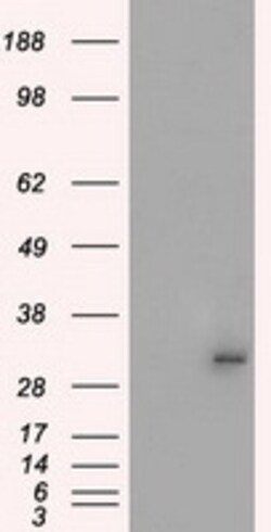 OriGene Protein kinase Y linked (PRKY) Mouse Monoclonal Antibody [Clone