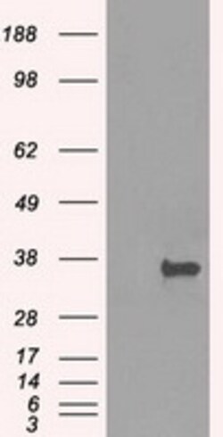 OriGene Protein kinase Y linked (PRKY) Mouse Monoclonal Antibody [Clone