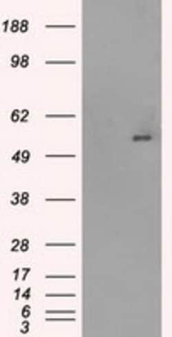 OriGene Glucose Transporter 5 GLUT5 (SLC2A5) Mouse Monoclonal Antibody