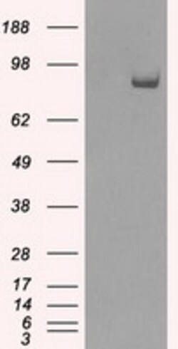 OriGene SATB1 Mouse Monoclonal Antibody [Clone ID: OTI6C6], Quantity: Each