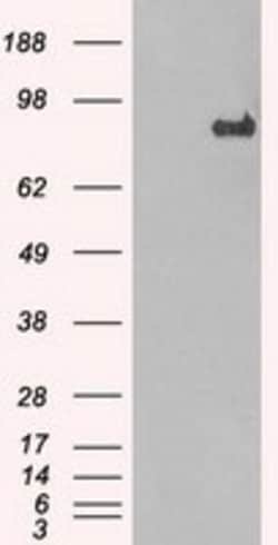 OriGene STAT1 Mouse Monoclonal Antibody [Clone ID: OTI9B12], Quantity: