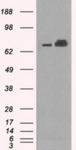 OriGene Grp75 (HSPA9) Mouse Monoclonal Antibody [Clone ID: OTI9F8], Quantity:
