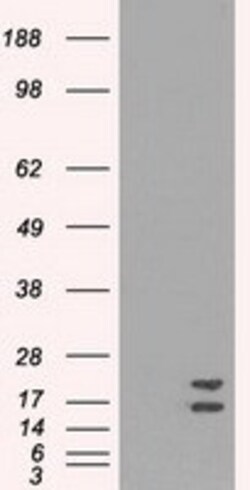 OriGene Superoxide Dismutase 1 (SOD1) Mouse Monoclonal Antibody [Clone