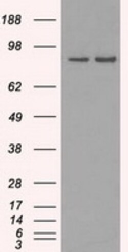 OriGene&nbsp;SCY1 like 3 (SCYL3) Mouse Monoclonal Antibody [Clone ID: OTI4F10]
