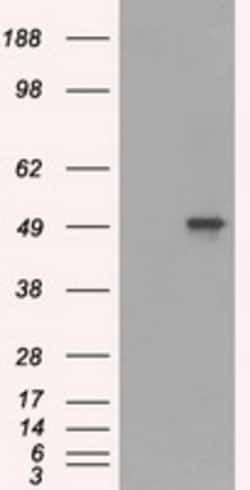 OriGene CD4 Mouse Monoclonal Antibody [Clone ID: OTI4F8], Quantity: Each