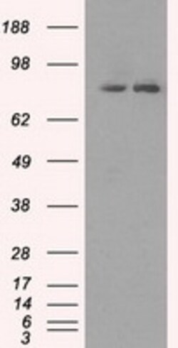 OriGene SCY1 like 3 (SCYL3) Mouse Monoclonal Antibody [Clone ID: OTI1A5],