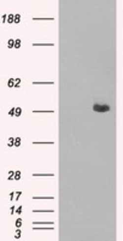 OriGene CD4 Mouse Monoclonal Antibody [Clone ID: OTI9B7], Quantity: Each