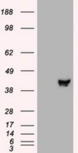 OriGene MEK2 (MAP2K2) Mouse Monoclonal Antibody [Clone ID: OTI8G6], Quantity:
