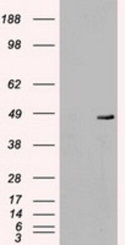 OriGene MEK4 (MAP2K4) Mouse Monoclonal Antibody [Clone ID: OTI2E4], Quantity: