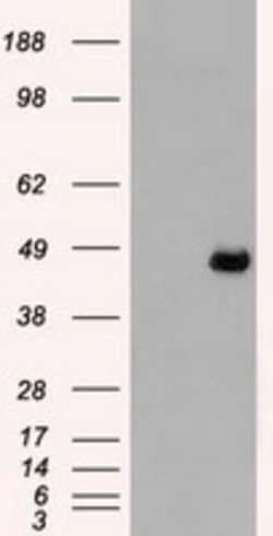 OriGene MEK4 (MAP2K4) Mouse Monoclonal Antibody [Clone ID: OTI8A8], Quantity: