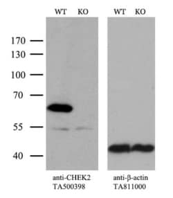 OriGene Chk2 (CHEK2) Mouse Monoclonal Antibody [Clone ID: OTI5C4], Quantity: