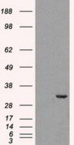 OriGene CDK5 Mouse Monoclonal Antibody [Clone ID: OTI2H6], Quantity: Each