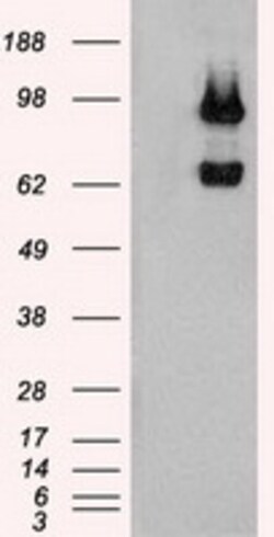 OriGene USP13 Mouse Monoclonal Antibody [Clone ID: OTI5B9], Quantity: Each