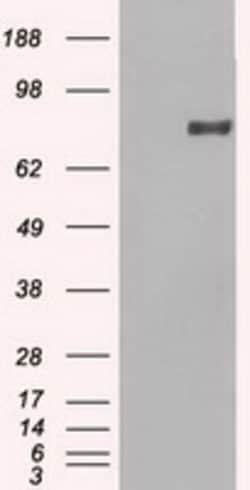 OriGene Prominin 2 (PROM2) Mouse Monoclonal Antibody [Clone ID: OTI14D1],