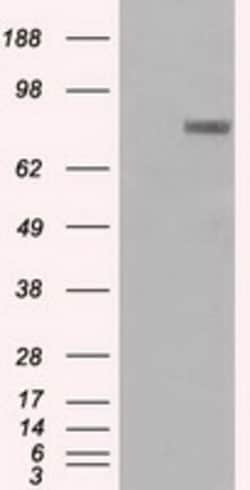 OriGene Prominin 2 (PROM2) Mouse Monoclonal Antibody [Clone ID: OTI13A9],