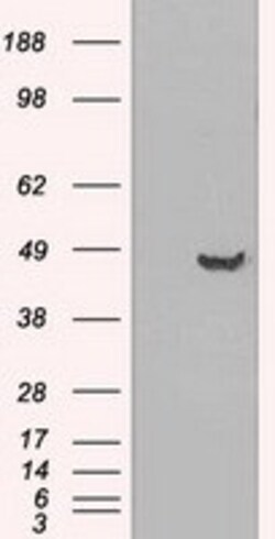 OriGene GFAP Mouse Monoclonal Antibody [Clone ID: OTI1E11], Quantity: Each
