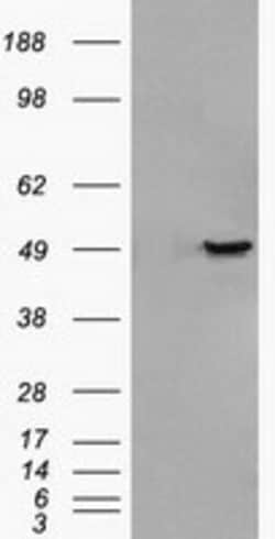OriGene GFAP Mouse Monoclonal Antibody [Clone ID: OTI2D8], Quantity: Each