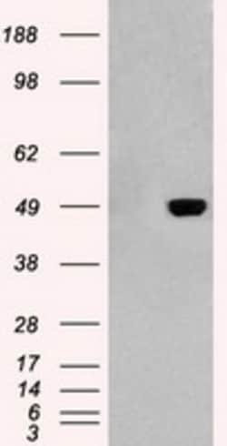 OriGene GFAP Mouse Monoclonal Antibody [Clone ID: OTI4D11], Quantity: Each