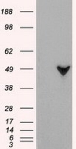 OriGene GFAP Mouse Monoclonal Antibody [Clone ID: OTI2C4], Quantity: Each