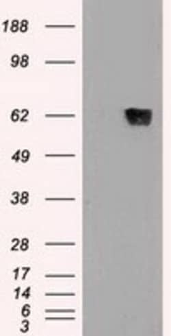 OriGene GAD67 (GAD1) Mouse Monoclonal Antibody [Clone ID: OTI5D8], Quantity:
