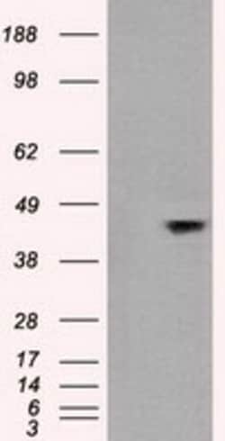 OriGene JNK1 (MAPK8) Mouse Monoclonal Antibody [Clone ID: OTI2F10], Quantity: