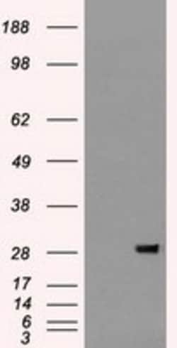 OriGene&nbsp;FGF2 Mouse Monoclonal Antibody [Clone ID: OTI3D10]