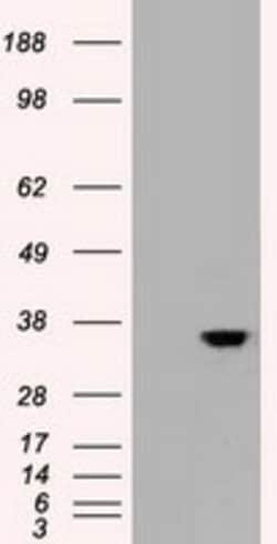 OriGene CDX2 Mouse Monoclonal Antibody [Clone ID: OTI3G4], Quantity: Each