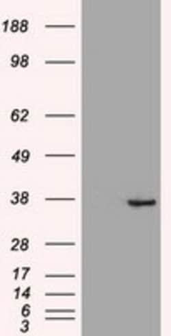 OriGene CDX2 Mouse Monoclonal Antibody [Clone ID: OTI1A3], Quantity: Each