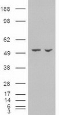 OriGene&nbsp;Pancreatic alpha amylase (AMY2A) Mouse Monoclonal Antibody [Clone ID: OTI6D4]