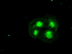 OriGene Hex (HHEX) Mouse Monoclonal Antibody [Clone ID: OTI3F4 1B1], Quantity: