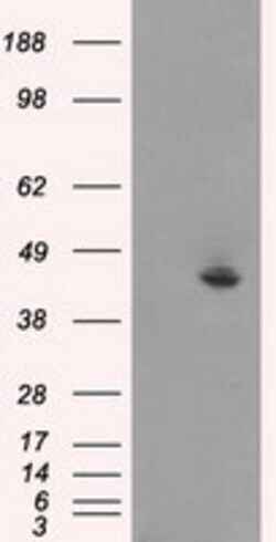 OriGene JNK1 (MAPK8) Mouse Monoclonal Antibody [Clone ID: OTI4E3], Quantity: