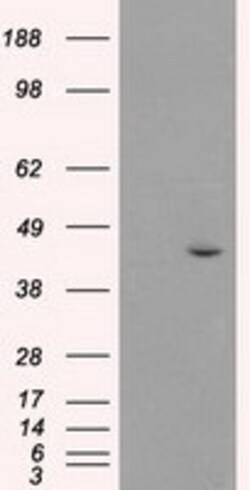 OriGene JNK1 (MAPK8) Mouse Monoclonal Antibody [Clone ID: OTI2C6], Quantity: