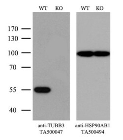 OriGene beta III Tubulin (TUBB3) Mouse Monoclonal Antibody [Clone ID: OTI5H2],