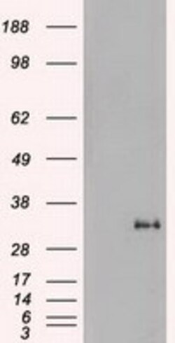 OriGene Noggin (NOG) Mouse Monoclonal Antibody [Clone ID: OTI1H8], Quantity: