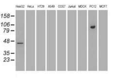 OriGene STAT5A Mouse Monoclonal Antibody [Clone ID: OTI4H1], Quantity: