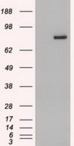 OriGene STAT4 Mouse Monoclonal Antibody [Clone ID: OTI2A2], Quantity: Each